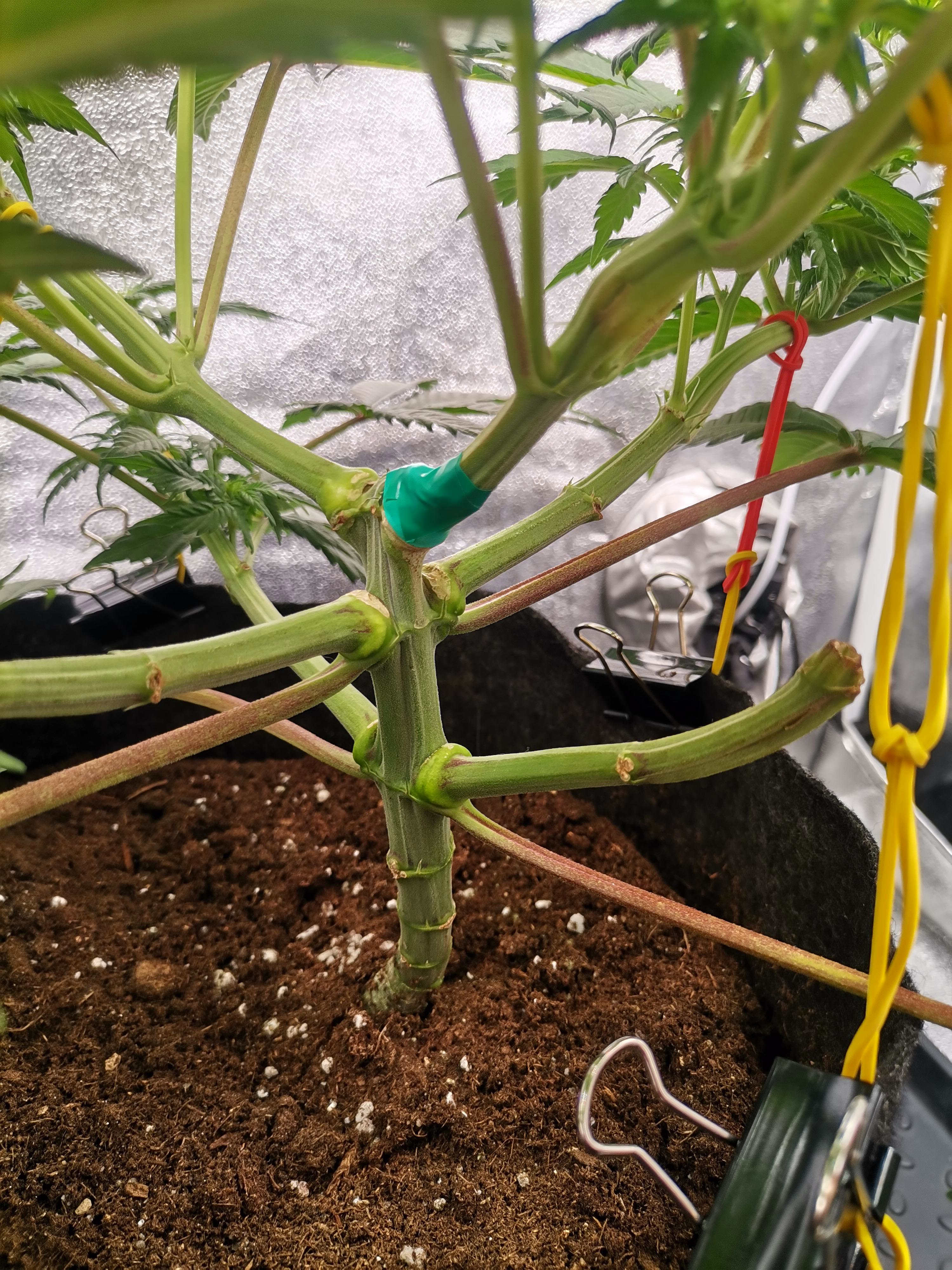 420 потсоны1.jpg