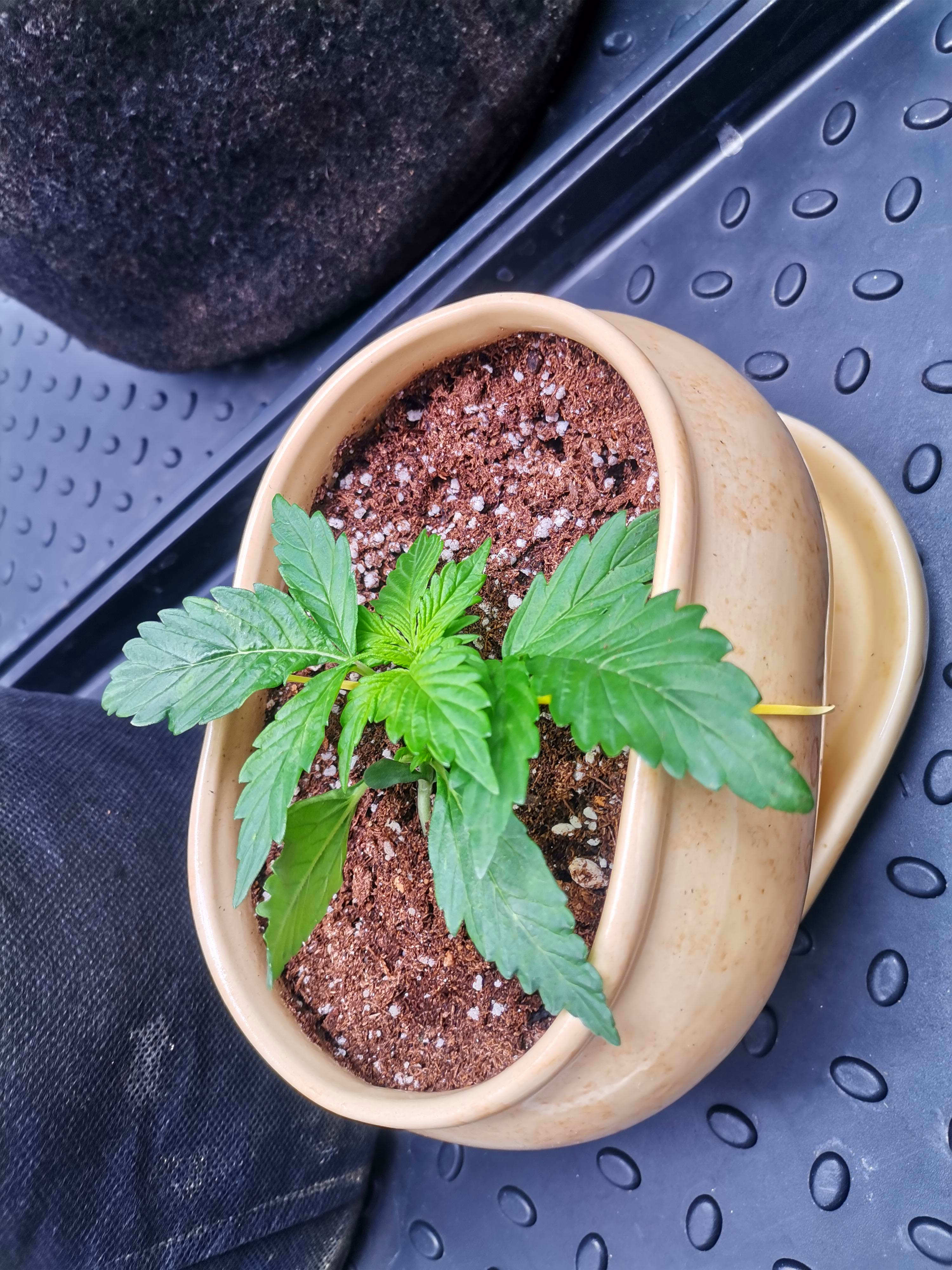 420 потсоны6.jpg