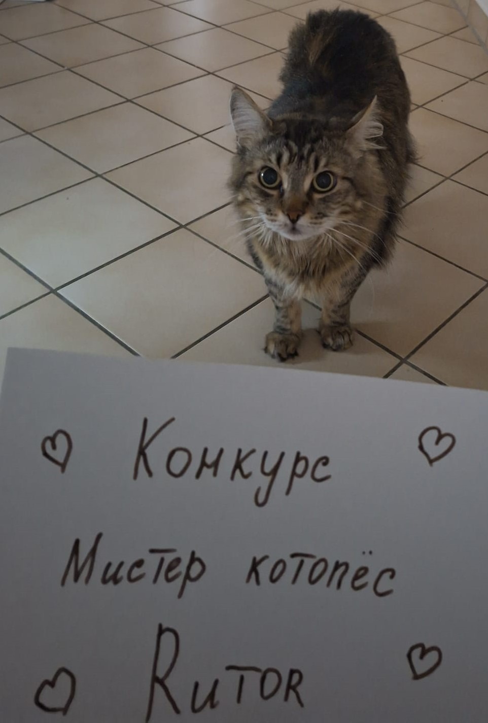 4кот.jpeg