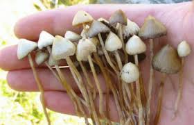 Без названия (2).jpeg