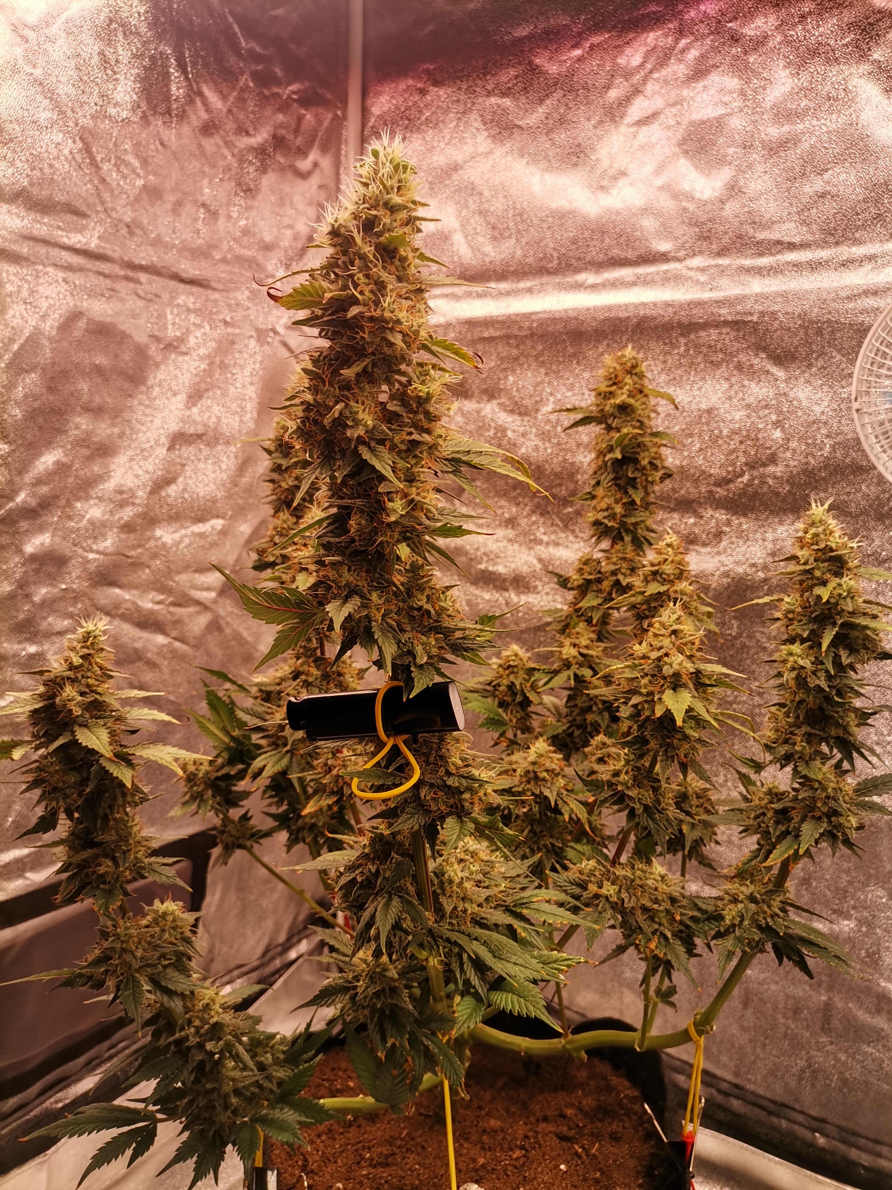 g13haze2.jpg