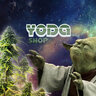 Master YODA